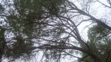 Mallorca 'da bulutlu bir gökyüzüne karşı yoğun çam ağacı dalları doğanın güzelliğini ve Akdeniz çevresinin karmaşık detaylarını gözler önüne seriyor..