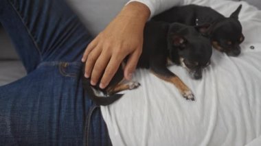 Orta yaşlı İspanyol bir adam, oturma odasında kanepede uyuyor göğsünde iki Chihuahua köpeği yatıyor..