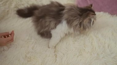 Bir kadın, uzun saçlı kedisini yumuşak bir halının üzerinde, kapalı bir dairede nazikçe okşar..