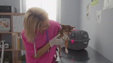 Genç bir kadın veteriner klinikte hayvan sağlığı ve bakımı üzerine odaklanmış küçük bir chihuahua köpeğini muayene ediyor..