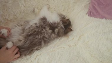 Bir kadın yumuşak kedisini nazikçe oturma odasında rahat, beyaz bir battaniyede okşar, sıcak bir evin içinde evcil hayvan sevgisini gösterir..