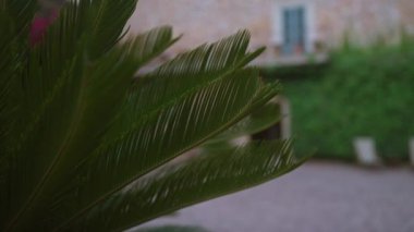 Gündüz vakti Mallorca 'da geleneksel bir Majorcan evinin bahçesinde yemyeşil yaprakları olan Cycas revoluta bitkisi..