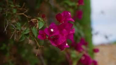 Mallorca 'daki canlı bougainvillea çiçekleri, canlı mor renklerini ve narin taç yapraklarını bulanık doğal bir arkaplanda sergiliyorlar..