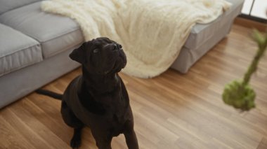 Siyah bir köpek, ahşap bir zeminde, rahat bir ev ortamında, tüylü beyaz bir battaniyeyle, gri bir kanepenin yanında dikkatlice oturur..