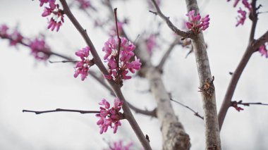 Murcia, İspanya 'da bir ağaç dalında canlı pembe cercis silikastrum çiçekleri. İlkbaharın habercisi..