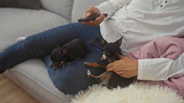 Oturma odasında kucağında iki chihuahua olan bir adam, rahat bir dairede televizyon kumandası tutuyor..