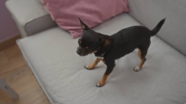 Küçük bir chihuahua köpeği kapalı bir oturma odasındaki gri bir kanepede, pembe bir yastıkla aydınlatılmış ve vurgulanmış bir şekilde ayakta duruyor..