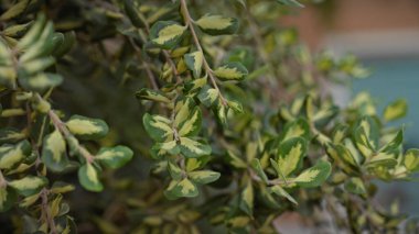 Murcia, İspanya 'da görülen öonymus japonicus yaprakları Akdeniz bitkisini renklendiriyor..