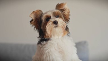 Dikkatli bir bisikletçi teriyer köpek yavrusu içerde, odaklanmış bakışları ve kabarık ceketiyle.