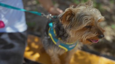 Görüntü, şehir parkında köpeğiyle gezen bir adamı gösteriyor..