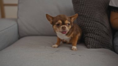 Dilini dışarı çıkarmış bir chihuahua köpeği evdeki gri bir kanepeye oturur ve evcil hayvanla sevimli bir anı yakalar..