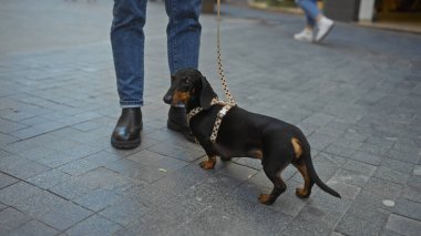 Sokak bölgesinde tasmalı bir köpekle gezen bir adam, asfalt arka planda bir şehir ortamında insan ve evcil hayvan etkileşimini gösteriyor..