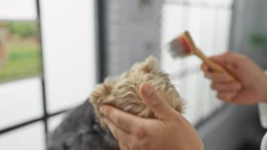 Veteriner bir adam klinikte küçük bir köpeği fırçalar ve ellerini evde evcil hayvanı beslemeye odaklar..