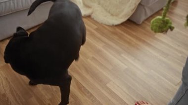 Siyah labrador köpeği koltuğu ve ahşap zemini olan kapalı bir ortamda çıplak ayaklı bir kadınla oturuyor ve etkileşime geçiyor..