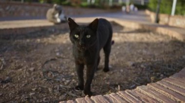 Şehir parkında kirli yolda yürüyen kara kedi. Arka planda dinlenen başka bir kedi ve çevrede yeşillik var.