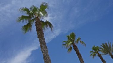 Açık hava tropikal ortamında ince bulutlu parlak mavi gökyüzüne karşı uzun palmiye ağaçları. Tatil veya seyahat teması için mükemmel..