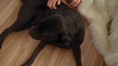 Kahverengi ahşap zeminde siyah bir labrador okşayan kadın, yetişkin ve evcil hayvanı arasında hassas bir ilgi ve arkadaşlık anı gösteriyor..