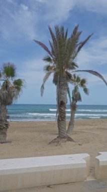 Palmiye ağaçları, kumlu sahil manzarası, mavi deniz ve açık gökyüzü öğle güneşi altında, tropikal bir tatil atmosferi sağlar..