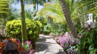 Titreşen çiçeklerle, yemyeşil çiçeklerle ve dingin egzotik bir atmosfer yaratan yüksek palmiye ağaçlarıyla çevrili çözülmüş tropikal tatil beldesi yolu..