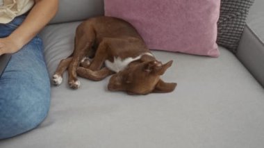 Köpeği pembe ve gri yastıklı gri bir kanepede uyurken rahat bir oturma odasında dizüstü bilgisayarda çalışan bir kadın..