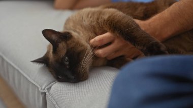 Kahverengi siyam kedisini okşayan bir adam rahat bir iç mekanda koltukta dinleniyor..