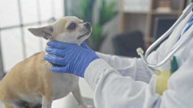 Bir veteriner klinikte bir Chihuahua 'yı muayene eder.