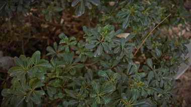 Verdant pittosporum tobira shrub, also known as japanese mock orange, thriving in murcia, spain's outdoor garden. clipart