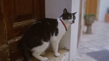 Kırmızı yakalı siyah beyaz bir kedi, taşra bir avluda, ahşap bir kapının yanında oturuyor..