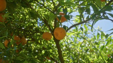 Açık havada güneşli bir mandalina ağacı. Puglia, İtalya 'da berrak bir gökyüzüne karşı canlı yeşil yapraklar arasında olgun narenciye meyveleri sergiliyor..