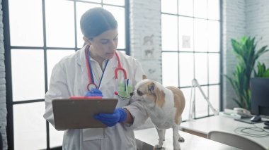 Latin kökenli genç bir kadın veteriner, veteriner kliniğinde bir chihuahua 'yı muayene ediyor..