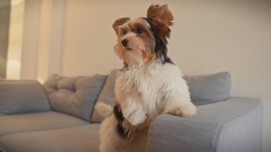 Bisikletli teriyer köpek yavrusu modern gri bir kanepede rahat bir iç mekanda tetikte bekliyor.