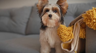 Bisikletli bir teriyer köpeği, sarı bir battaniyeyle koltuğun içinde poz veriyor, dikkatli ve sevimli görünüyor..