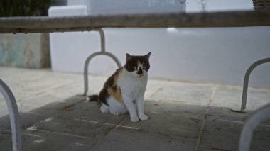 Beyaz metal bir masanın altındaki taş bir verandada oturan bir kedi..