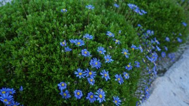 Beautiful felicia amelloides shrub with striking blue daisies in a sunny outdoor garden in puglia, italy. clipart