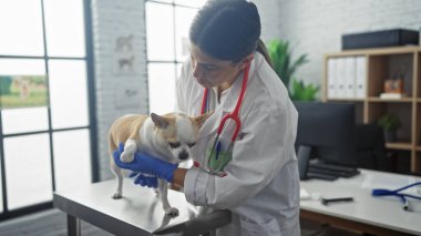 Genç bir İspanyol veteriner, kapalı klinik ortamında bir chihuahua köpeğini muayene ediyor, eldiven ve steteskop takıyor, veterinerlik ve profesyonelliği gösteriyor..