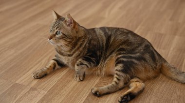 Bir tekir kedi ev ortamında ahşap bir zeminde rahatlar..