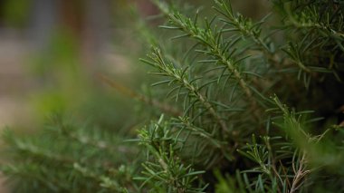 Rosmarinus officinalis 'in yakın çekimi, yerli aromatik bitki, Murcia, İspanya' da, doğal Akdeniz bitkisinin altını çiziyor..