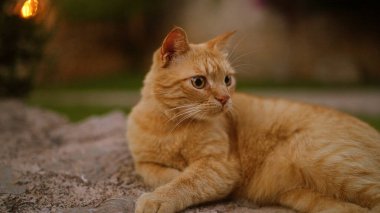 Turuncu kedi altın saat boyunca bulanık yeşil bir arka planla açık bir taş yüzeyde rahatça yatıyordu.