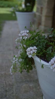 Beyaz tencerelerdeki beyaz pelargonium çıtır çiçeklerinin yakın plan görüntüsü, Güney İtalya 'da bir bahçe geçidine yerleştirilmiş, Puglia' daki yemyeşil bitki örtüsünü ve açık hava bahçe tasarımını gösteriyor..