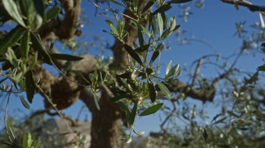Güney İtalya 'da, Puglia' da açık mavi gökyüzünün altında yemyeşil yaprakları ve küçük beyaz çiçekleri olan bir zeytin ağacının yakın çekimi..