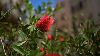 Canlı şişe fırçası Callisten Citrinus Güney İtalya 'nın güneşli puglia bölgesinde yemyeşil yapraklara karşı canlı kırmızı çiçekler sergiliyor..