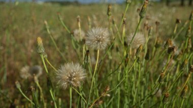 Puglia, İtalya 'da güneşli bir çayırda çiçek açan Tragopogon Porrifolius' un yakın çekimi çimenli manzaranın ve dikenli tohum başlarının ince detaylarını gözler önüne seriyor..