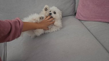 Bir kadının eli, beyaz bir Malta köpeğini evdeki bir kanepede okşuyor.