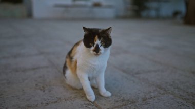 Yavru bir kedi, akşam vakti sakin bir avluda, taştan bir kaldırımda tek başına oturur..