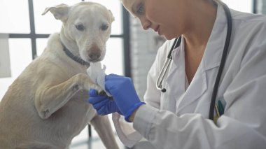 Genç bir kadın veteriner, parlak bir veteriner kliniğinde köpeği muayene ediyor..