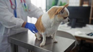 A veterinarian wearing gloves examines a chihuahua on a metal table in a veterinary clinic. clipart