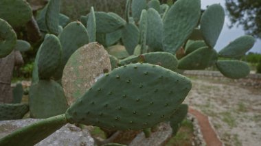 İtalya 'nın Puglia kentindeki açık bir bahçede bulunan dikenli armut kaktüsü, opuntia ficus-indica' nın yakın çekimi. Yeşil pedleri ve küçük tomurcuklanan meyveleri görünür..