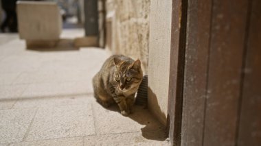 Güneşli bir sokakta taş duvarları ve zemini olan, kedi merakı ve şehir sokaklarının titreşimlerini somutlaştıran bir kedi..