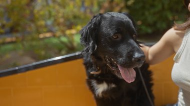 Bir kadın şehir parkında siyah labrador köpeğiyle güneşli bir günün tadını çıkarıyor..