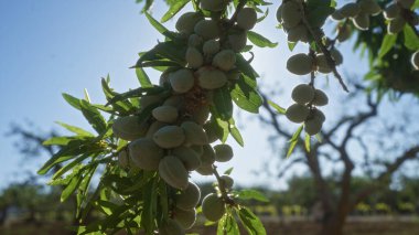 Puglia, İtalya 'da güneşli bir meyve bahçesinde yeşil badem dalları olan badem ağaçlarının yakın çekimleri, İtalya' nın güney kesimindeki doğal güzellikleri vurguluyor..